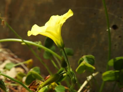 Oxalis pes-caprae - Oxalidaceae