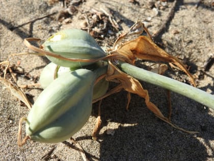 Pancratium maritimum - Amaryllidaceae