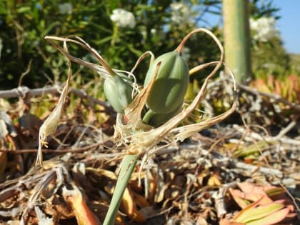 Pancratium maritimum - Amaryllidaceae