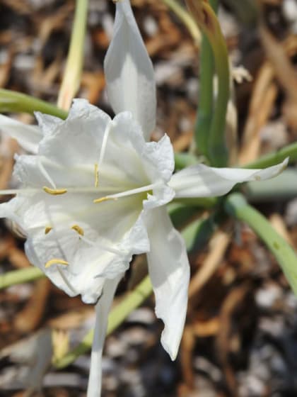 Pancratium maritimum - Amaryllidaceae