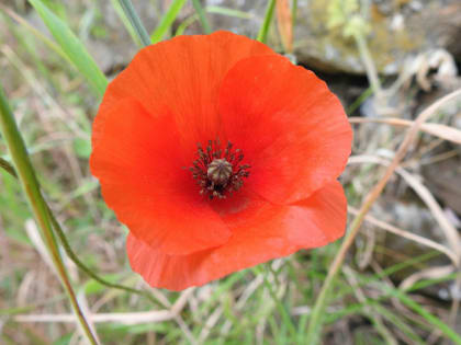 Papaver rhoeas - Papaveraceae