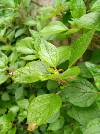 Parietaria officinalis - Urticaceae