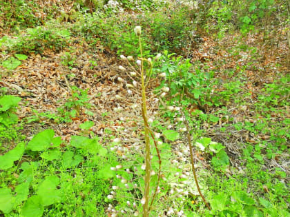 Petasites albus - Asteraceae