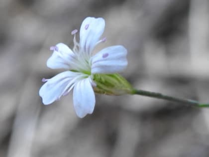 Petrorhagia saxifraga - Caryophyllaceae