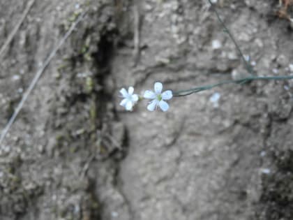 Petrorhagia saxifraga - Caryophyllaceae