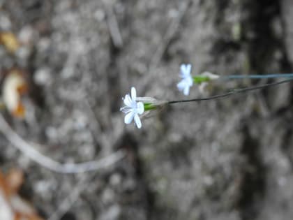 Petrorhagia saxifraga - Caryophyllaceae