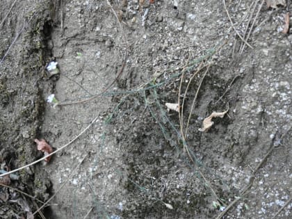 Petrorhagia saxifraga - Caryophyllaceae