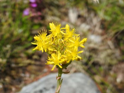 Petrosedum rupestre - Crassulaceae