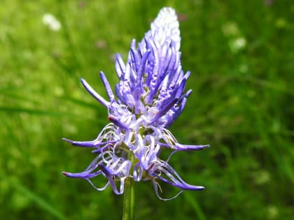 Phyteuma italicum - Campanulaceae