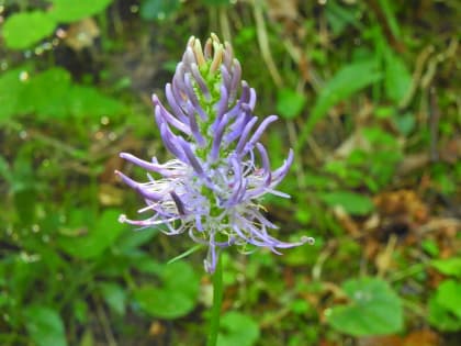 Phyteuma scorzonerifolium - Campanulaceae