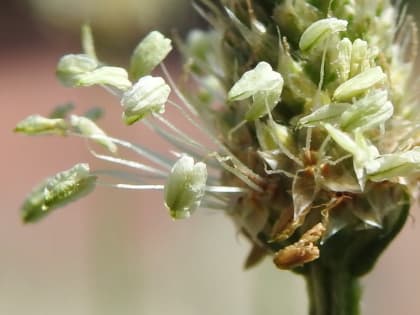 Plantago lanceolata - Plantaginaceae