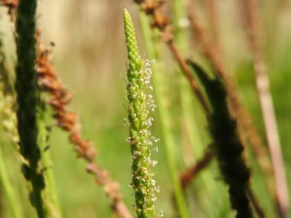 Plantago major - Plantaginaceae