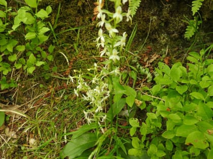 Platanthera bifolia - Orchidaceae