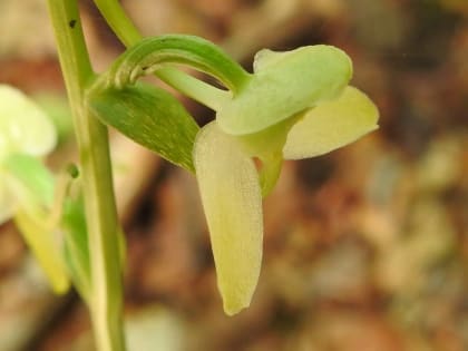 Platanthera bifolia - Orchidaceae