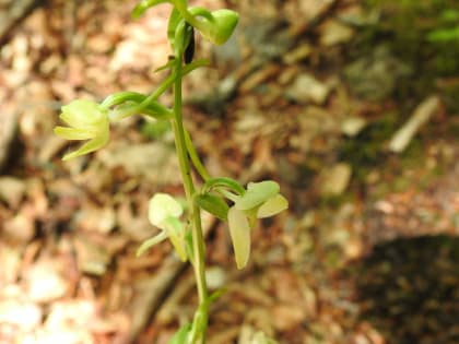 Platanthera bifolia - Orchidaceae