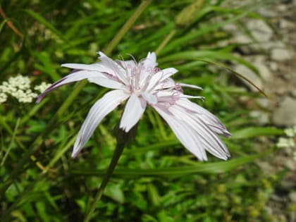 Podospermum roseum - Asteraceae