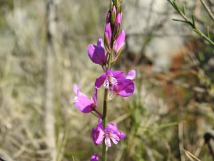 Polygala vulgaris - Polygalaceae