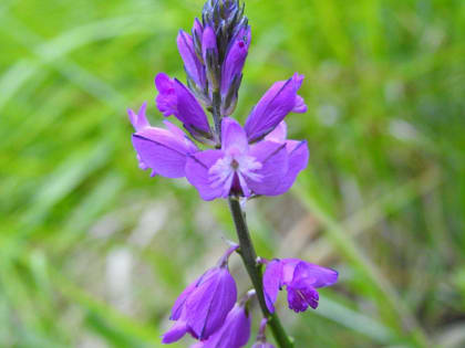 Polygala vulgaris - Polygalaceae