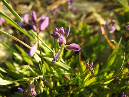 Polygala vulgaris - Polygalaceae