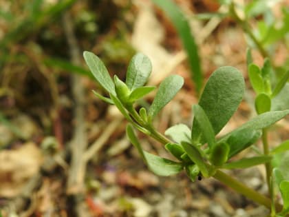 Portulaca oleracea - Portulacaceae