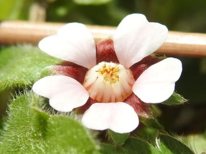 Potentilla micrantha - Rosaceae