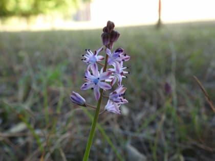 Prospero autumnale - Asparagaceae