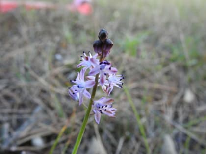 Prospero autumnale - Asparagaceae