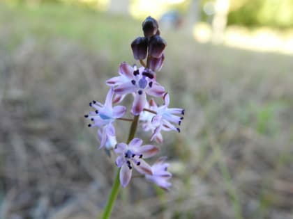 Prospero autumnale - Asparagaceae