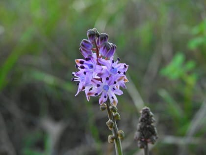 Prospero autumnale - Asparagaceae