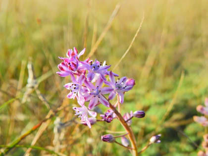 Prospero autumnale - Asparagaceae