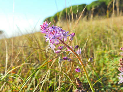 Prospero autumnale - Asparagaceae