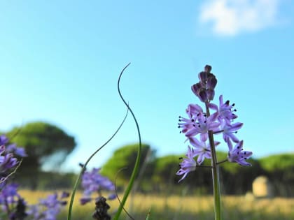 Prospero autumnale - Asparagaceae