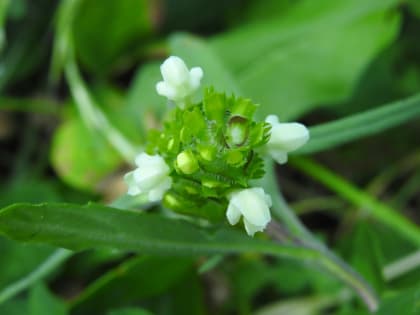 Prunella laciniata - Lamiaceae