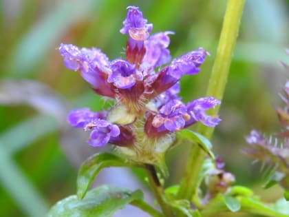 Prunella vulgaris - Lamiaceae