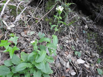 Pseudoturritis turrita - Brassicaceae