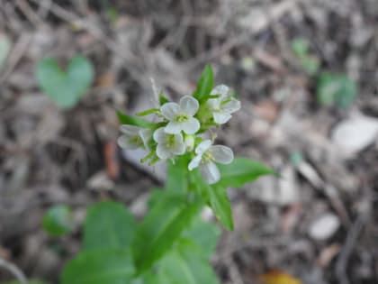 Pseudoturritis turrita - Brassicaceae