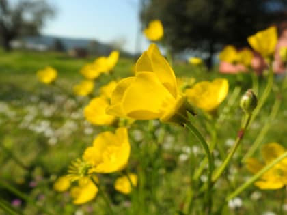 Ranunculus bulbosus - Ranunculaceae