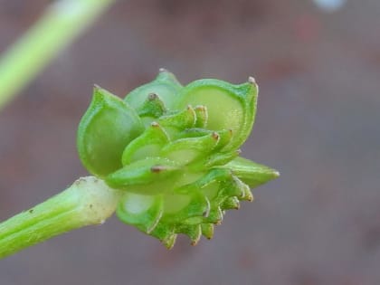 Ranunculus bulbosus - Ranunculaceae