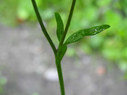 Ranunculus repens - Ranunculaceae