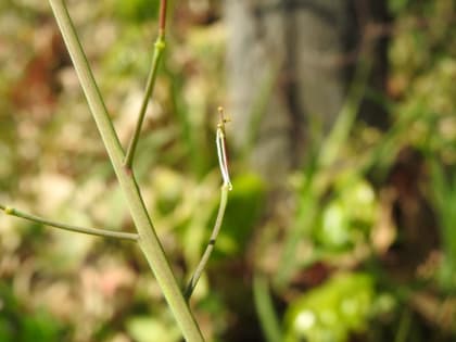 Raphanus raphanistrum - Brassicaceae