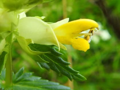 Rhinanthus minor - Orobanchaceae