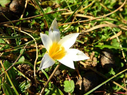 Romulea rollii - Iridaceae