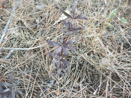 Rubia peregrina - Rubiaceae