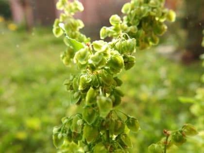 Rumex crispus - Polygonaceae