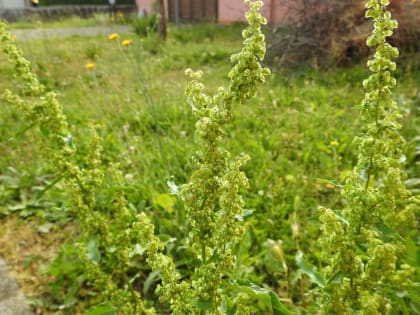 Rumex crispus - Polygonaceae