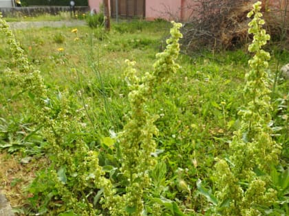 Rumex crispus - Polygonaceae