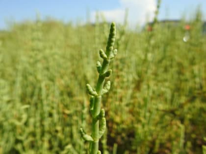 Salicornia fruticosa - Chenopodiaceae