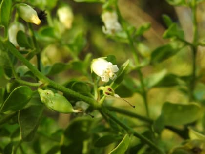 Salpichroa origanifolia - Solanaceae