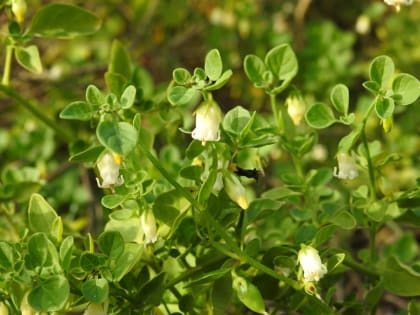 Salpichroa origanifolia - Solanaceae