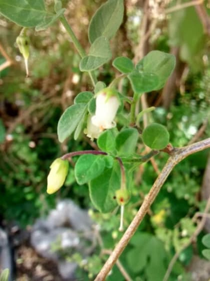 Salpichroa origanifolia - Solanaceae